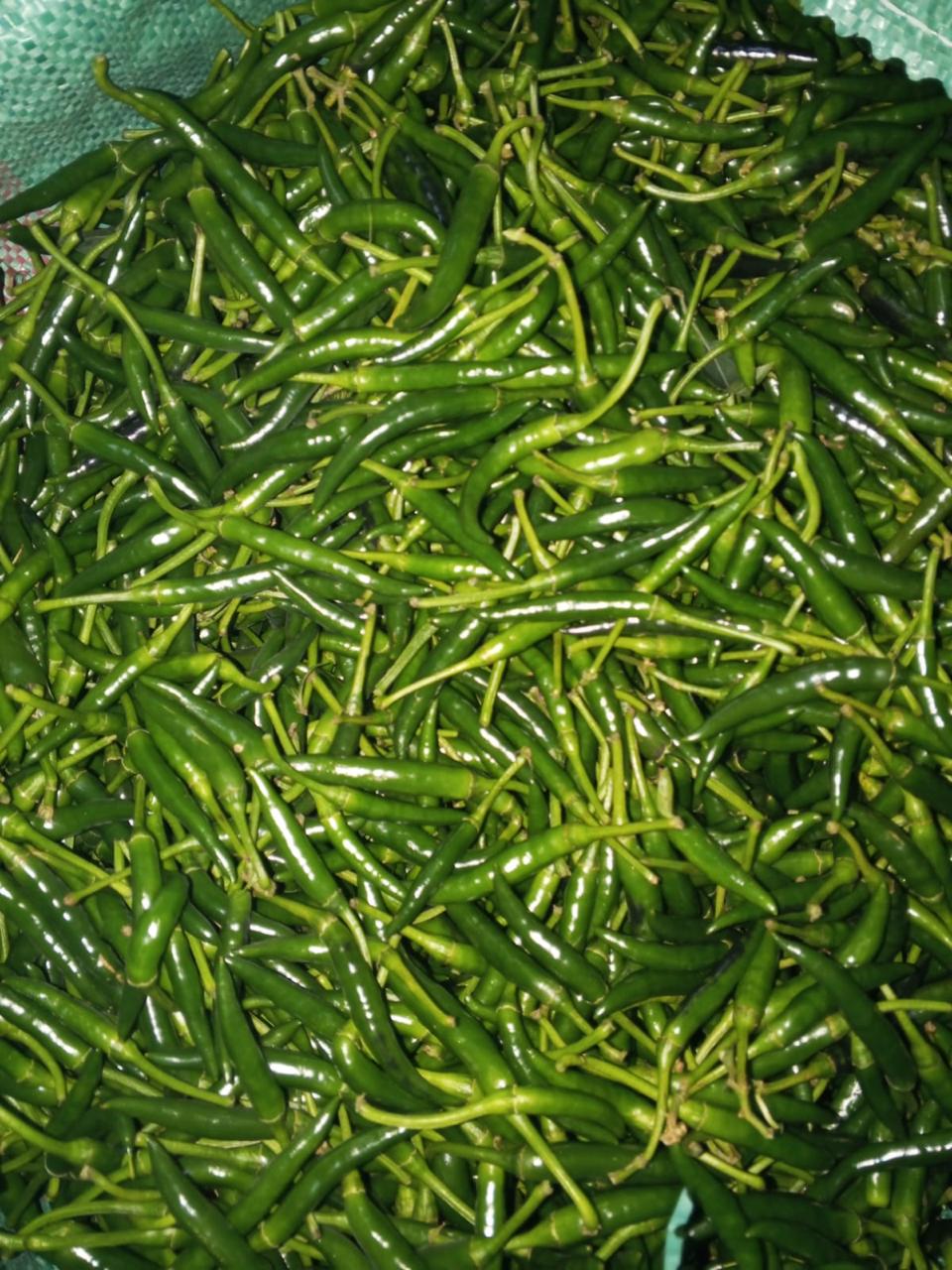 Fresh green chillies